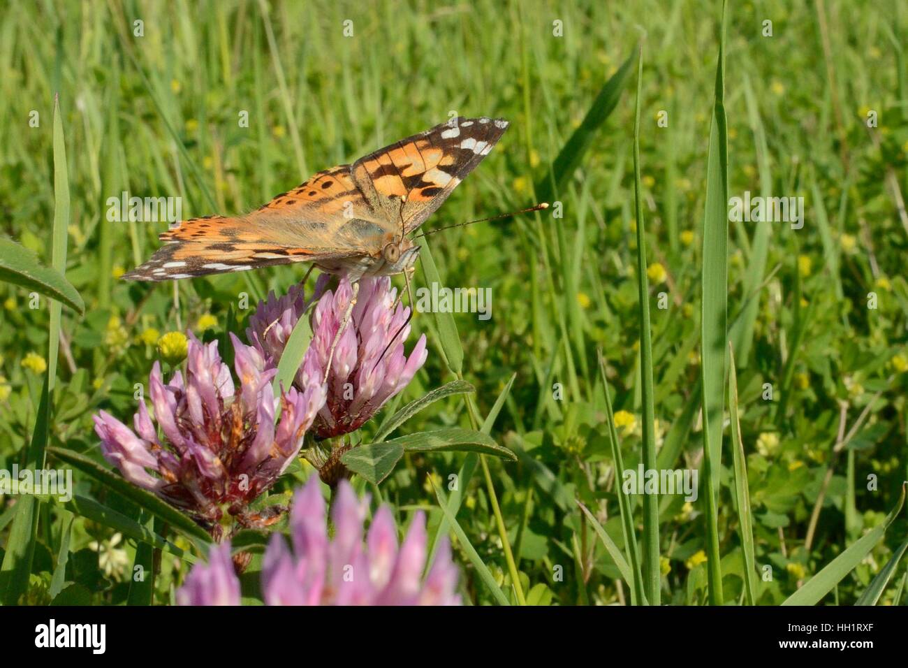 Papillon belle dame (Vanessa cardui) nectars sur les fleurs de trèfle rouge (Trifolium pratense) dans la bande de fleurs pointe conservation Banque D'Images