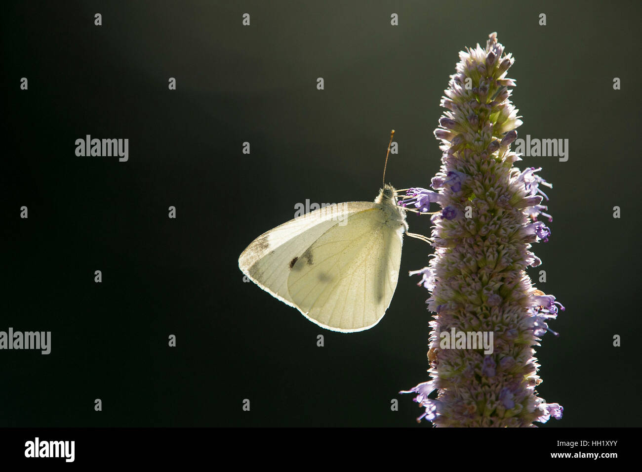 Un petit papillon jaune se nourrit de minuscules fleurs violettes en cours retour éclairé par le soleil clair sur un fond sombre. Banque D'Images