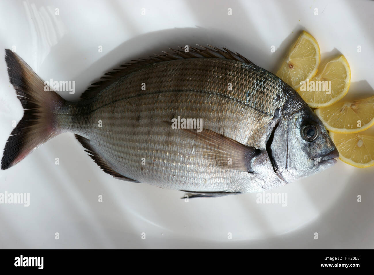 Saragus diplodus, mer méditerranée - Sarago Banque D'Images