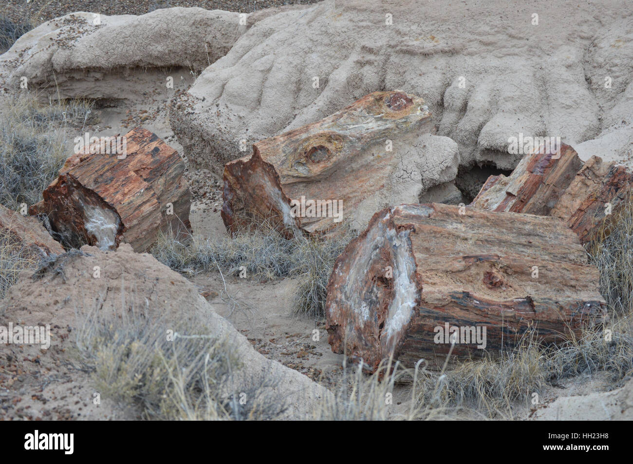 Le bois pétrifié dans le Parc National de la forêt pétrifiée de l'Arizona Banque D'Images