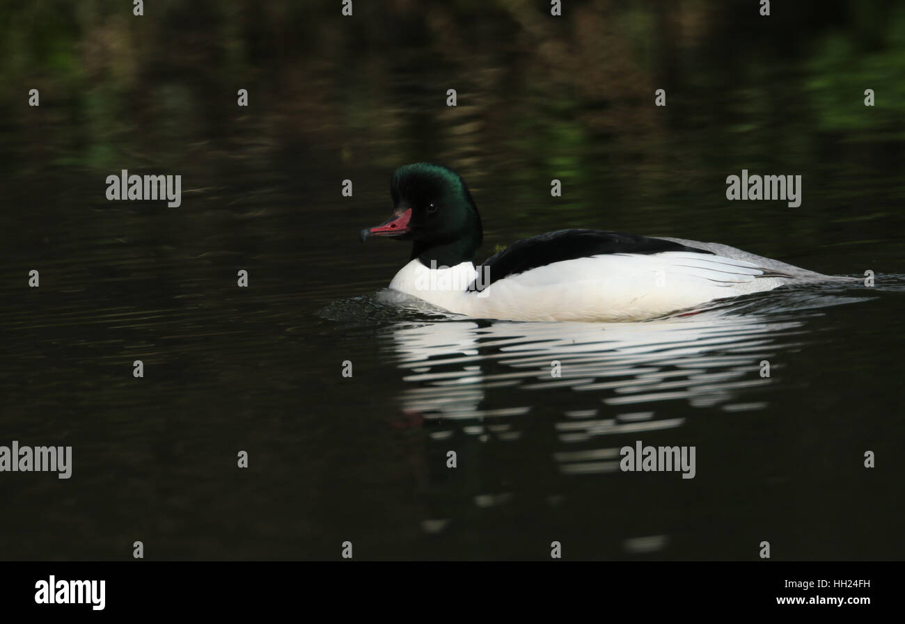 Un mâle harle bièvre (Mergus merganser) nager sur la rivière. Banque D'Images