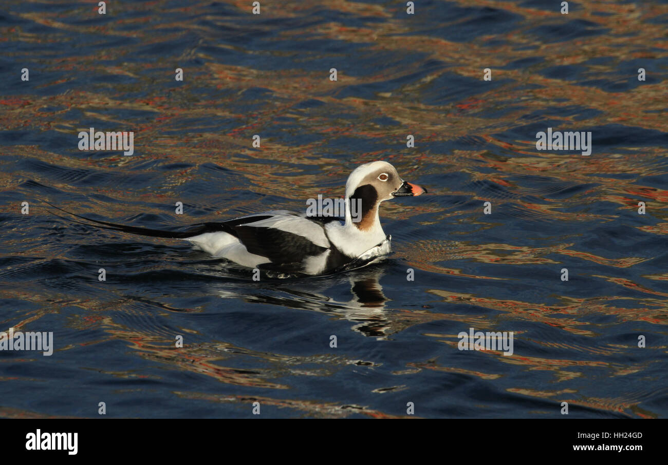 Un homme rare le harelde kakawi (Clangula hyemalis) en plumage nuptial. Banque D'Images