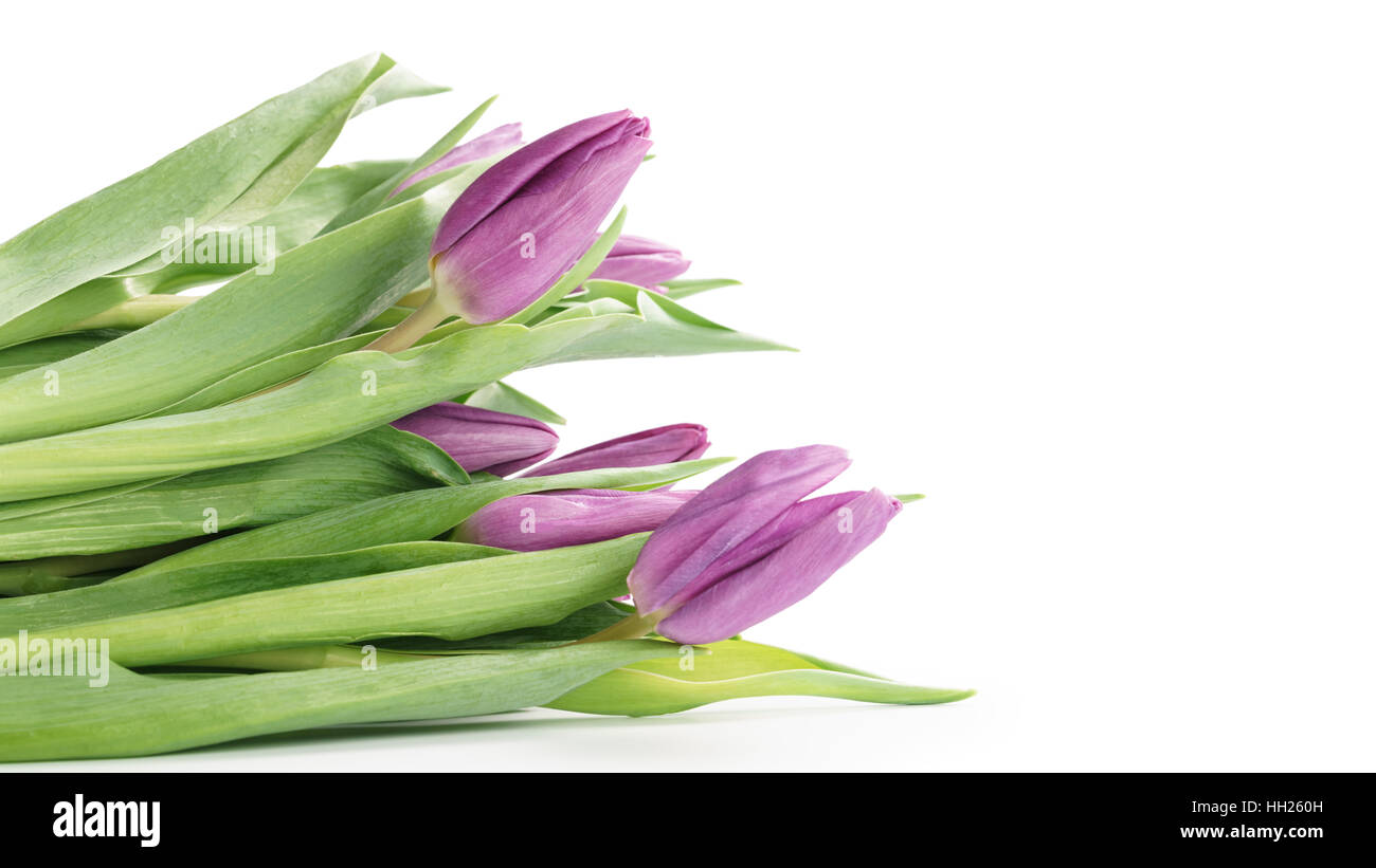 Tulipes violet frais isolé sur fond blanc Banque D'Images