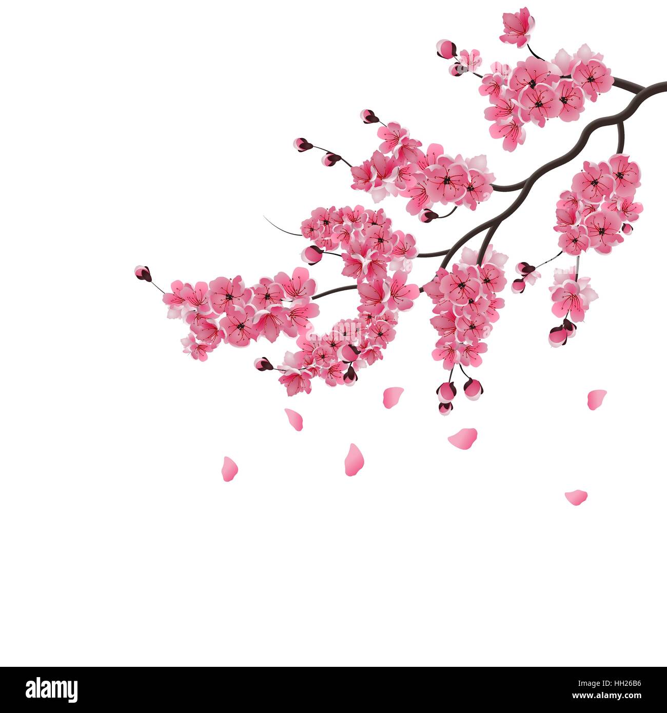 Sakura japonais. La direction de luxuriant sakura pink Blossom. Isolé sur fond blanc. Illustration de Vecteur