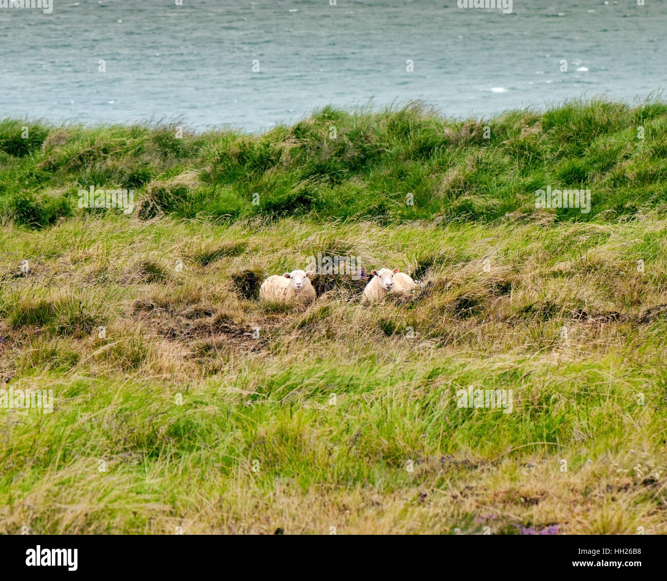 Deux moutons islandais se reposant dans l'herbe. Banque D'Images