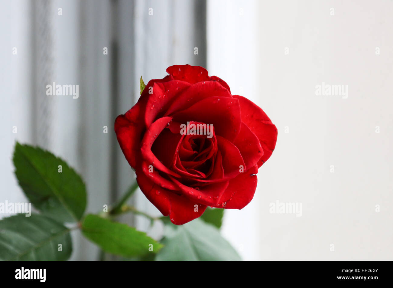 Beauté fleur rouge vif couleur végétale romance bloom Banque D'Images