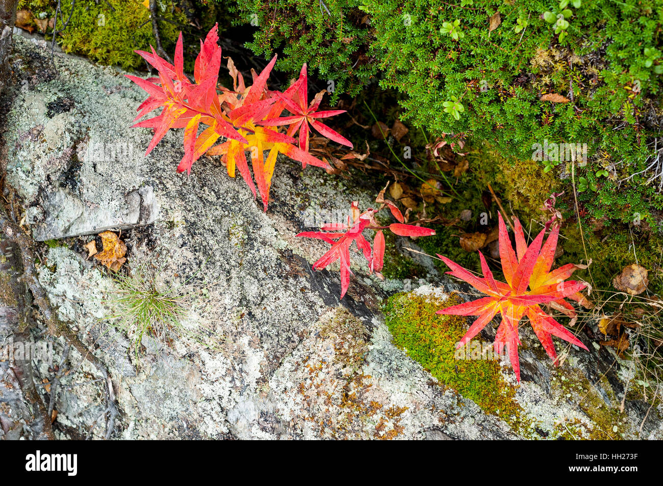 Petite feuille rouge plantes poussant à côté une pierre couverte de lichens, de musc et de mousse verte Banque D'Images