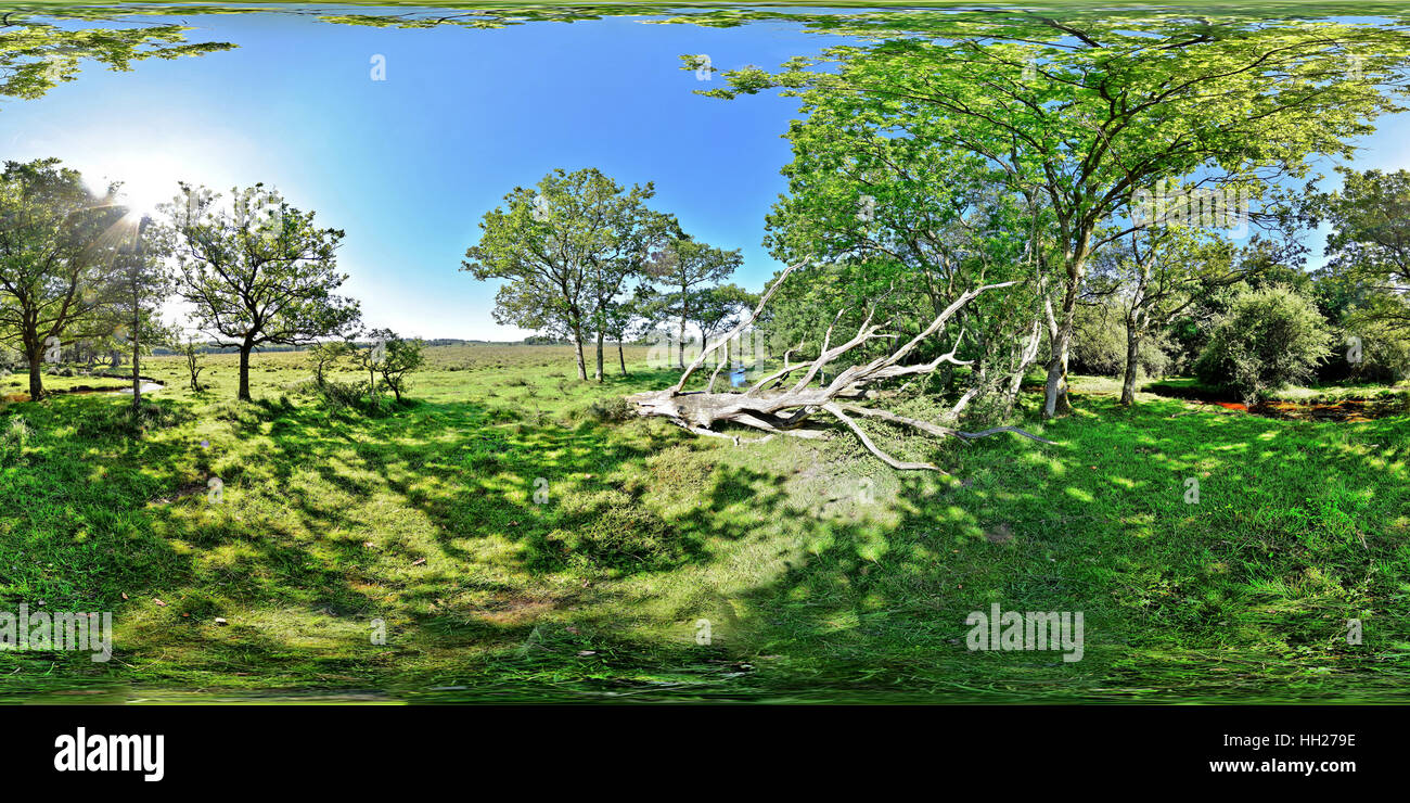 Paysage panoramique sphérique 360° d'un ruisseau et de la forêt des Landes dans le parc national New Forest, Hampshire, Angleterre. Banque D'Images