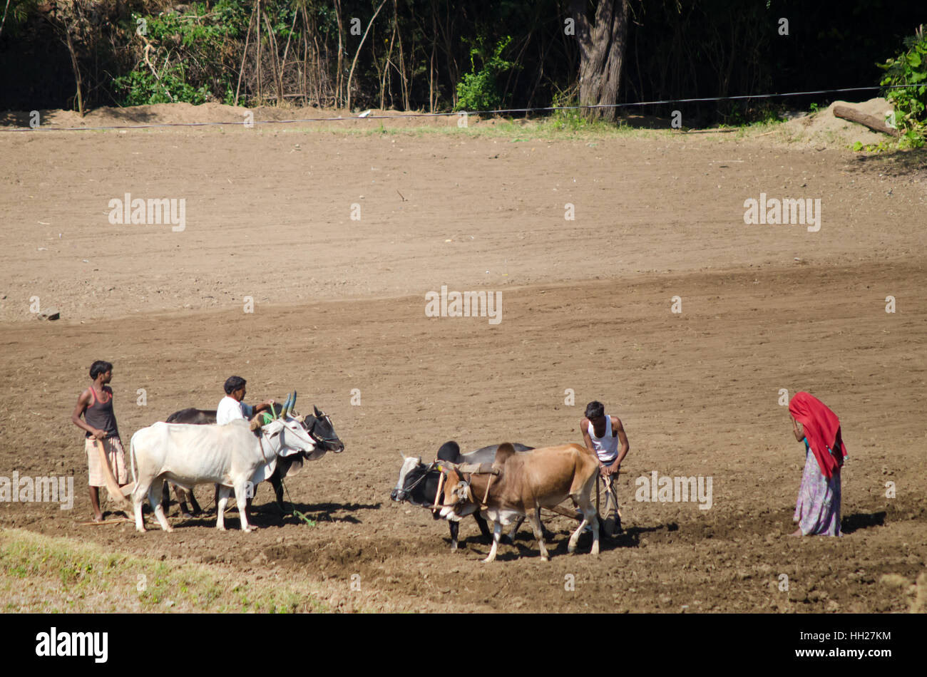 Les agriculteurs indiens dans le domaine de la famille Banque D'Images