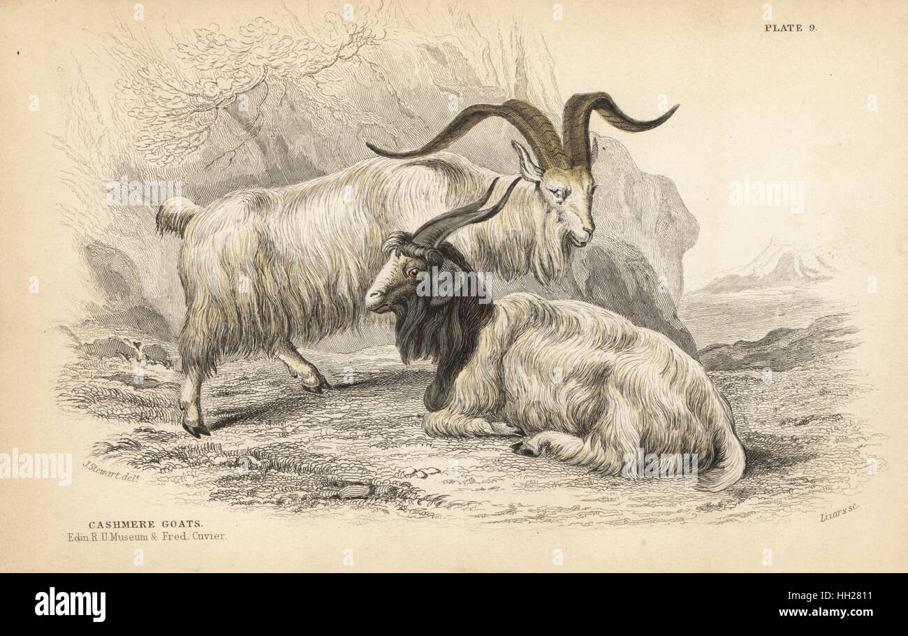 Chèvre du cachemire, Capra hircus lanigera. Edinburgh Royal University Museum et Frédéric Cuvier. Gravure coloriée par Lizars après une illustration de James Stewart de William Jardine's Bibliothèque du naturaliste, Édimbourg, 1836. Banque D'Images