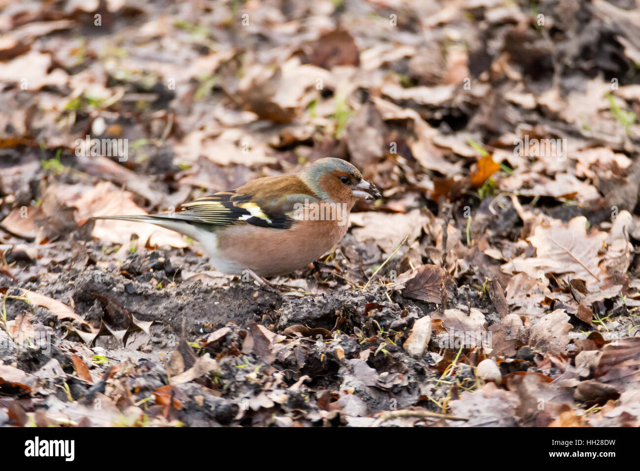 Chaffinch (Fringilla coelebs) avec la semence en bec. Mâle de couleur vive dans la famille des Fringillidae (alimentation) sur le sol Banque D'Images