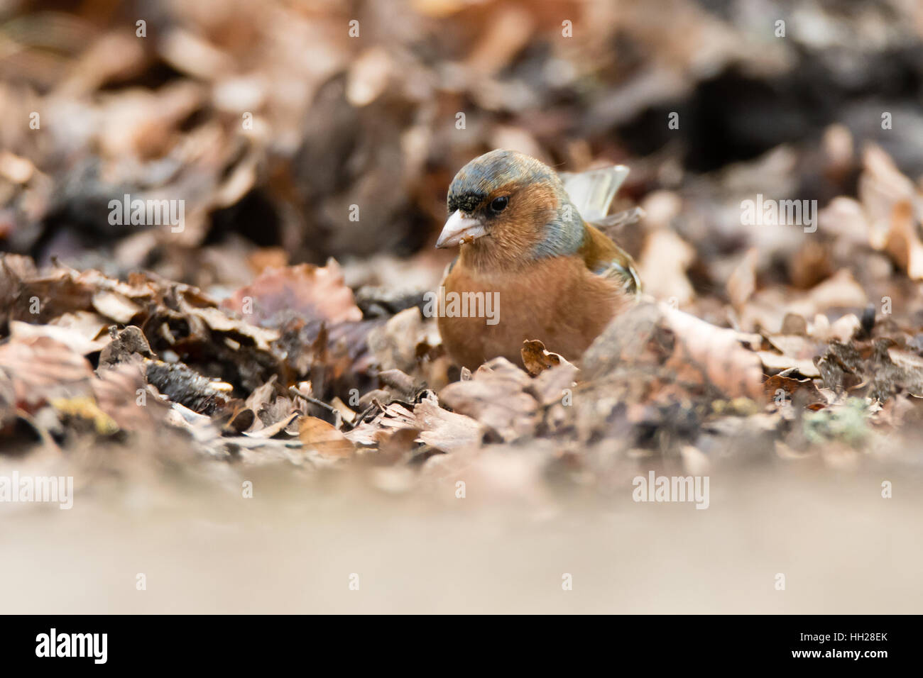 Chaffinch (Fringilla coelebs) parmi les feuilles mortes. Homme de la famille des Fringillidae (alimentation) sur le sol Banque D'Images