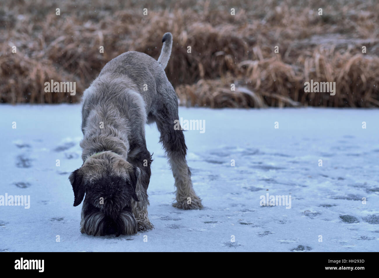 Un schnauzer standard et marche sur l'inhalation d'eau gelés. Banque D'Images