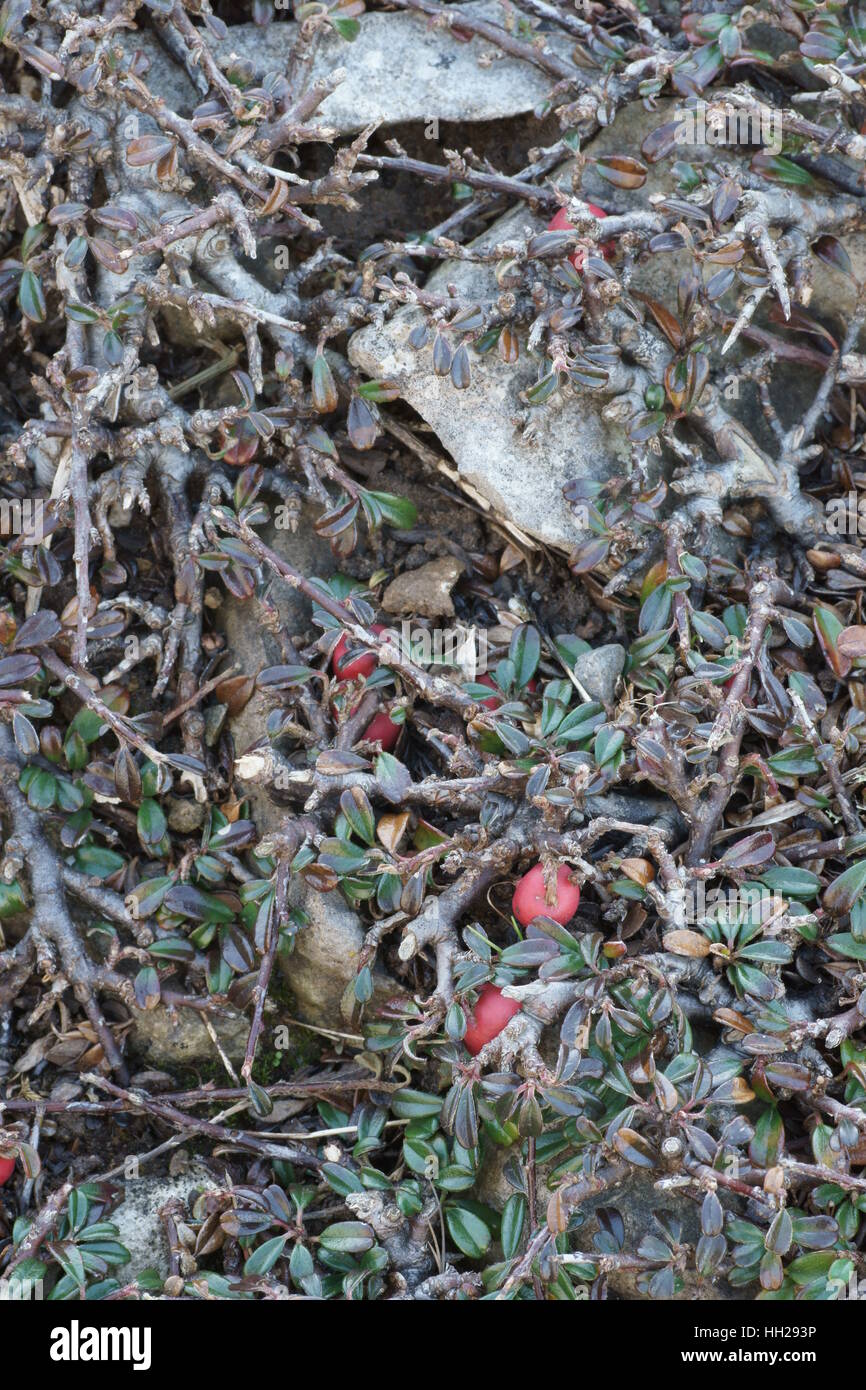 Cotoneaster integrifolius (à feuilles entières Cotoneaster) Banque D'Images