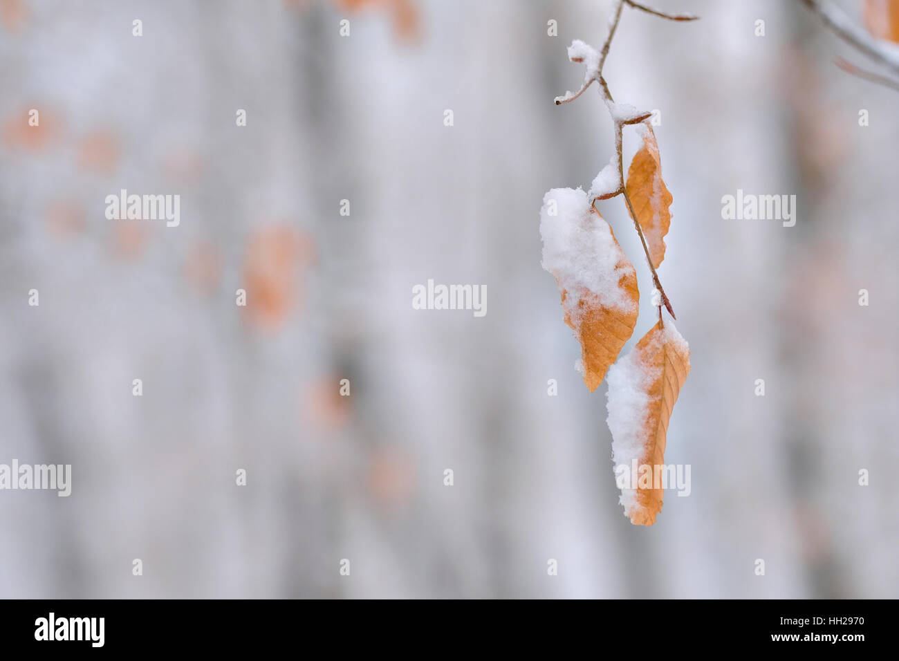 Feuilles sur le hêtre recouvert de neige en hiver. Banque D'Images