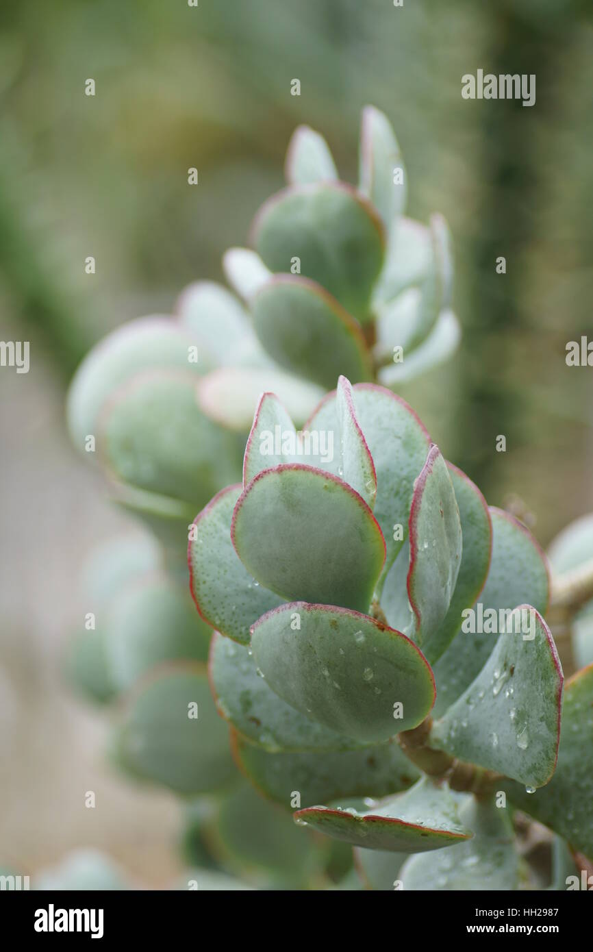 Crassula arborescens Banque D'Images