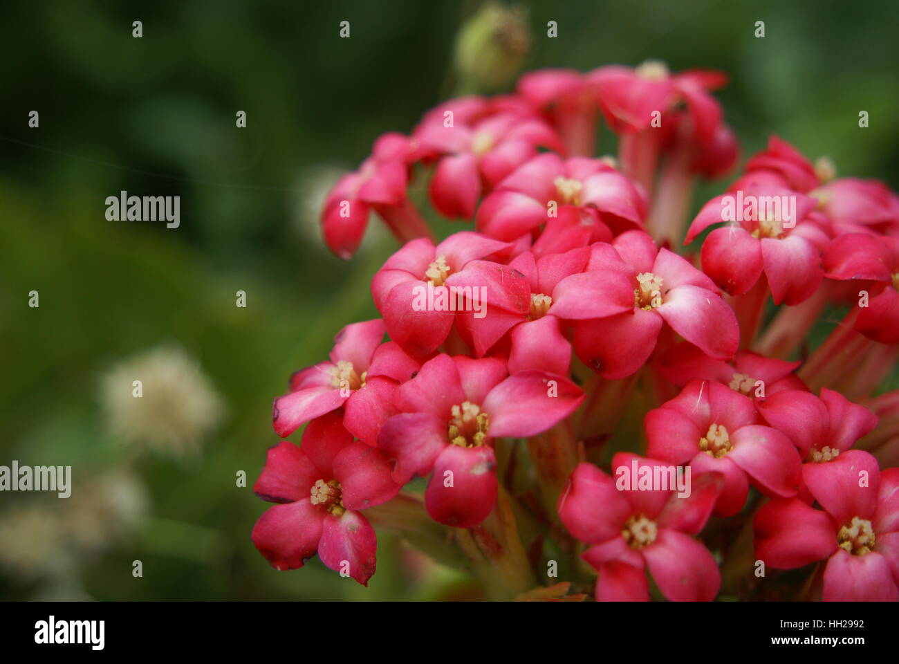 Crassula coccinea Banque D'Images