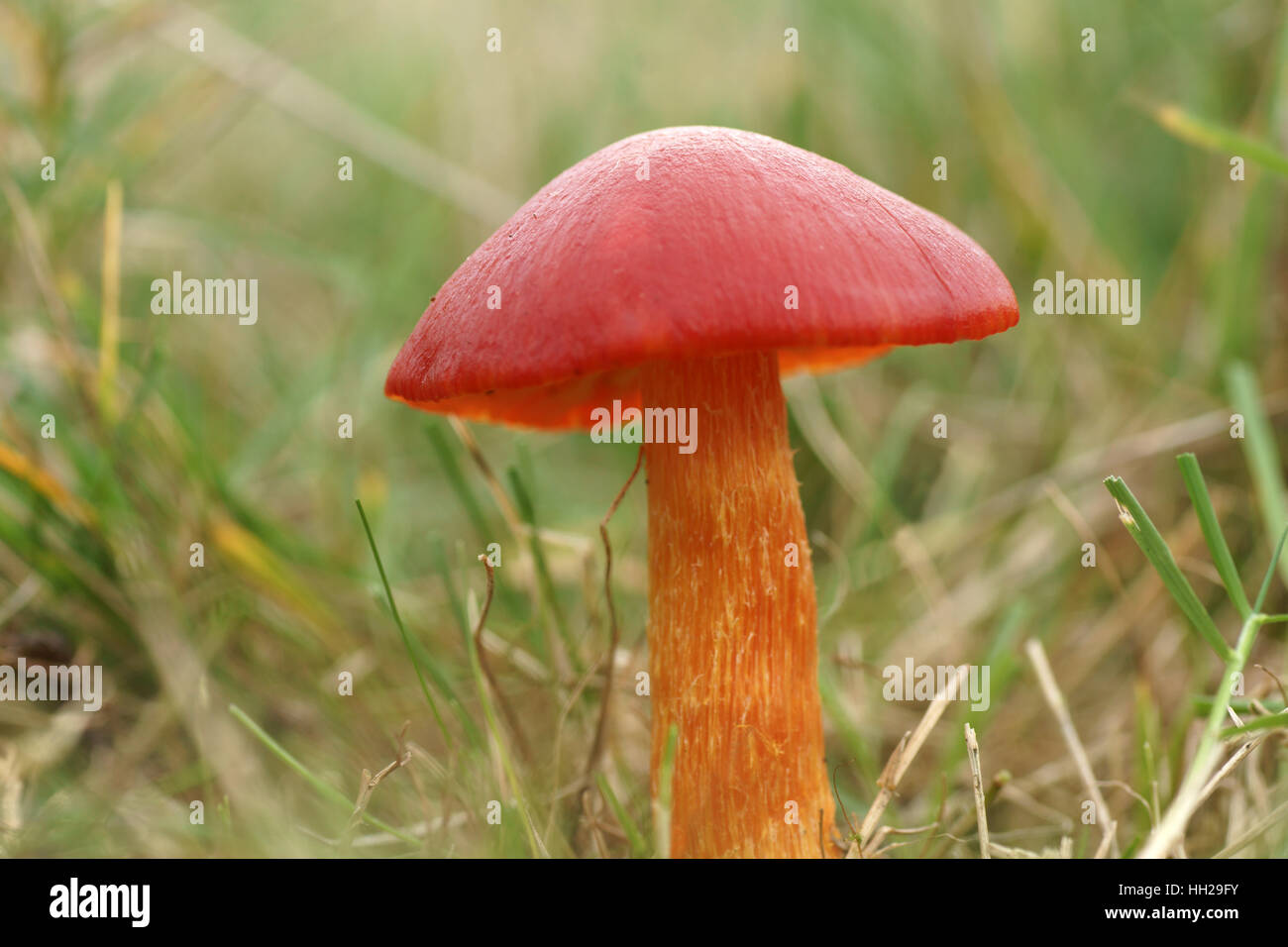 Crimson (Waxcap Hygrocybe punicea) Banque D'Images