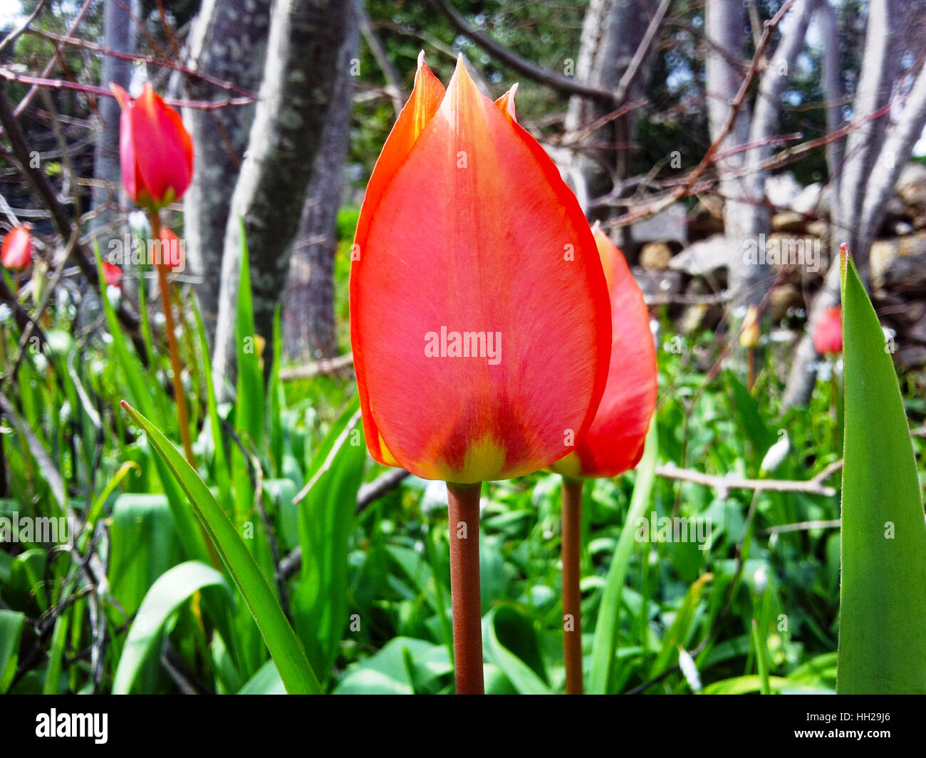 Tulipe rouge de Chios. Une espèce de tulip trouvés dans l'île de Chios, appelé lalades. Elles fleurissent au début du printemps. Banque D'Images
