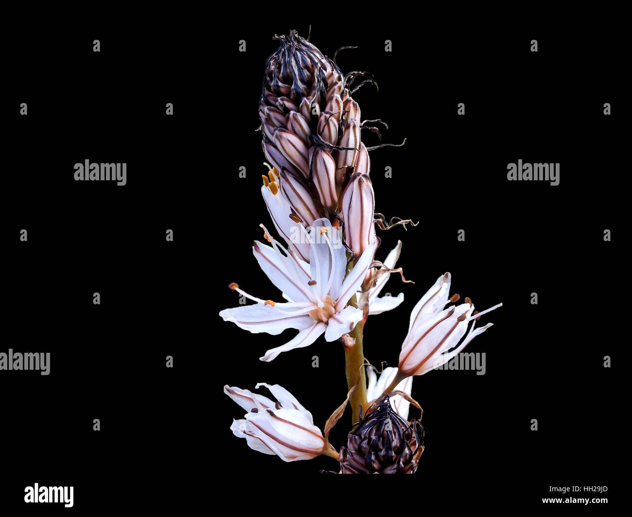 Blanche Fleur fleurs sauvages isolés dans black backgroun Banque D'Images