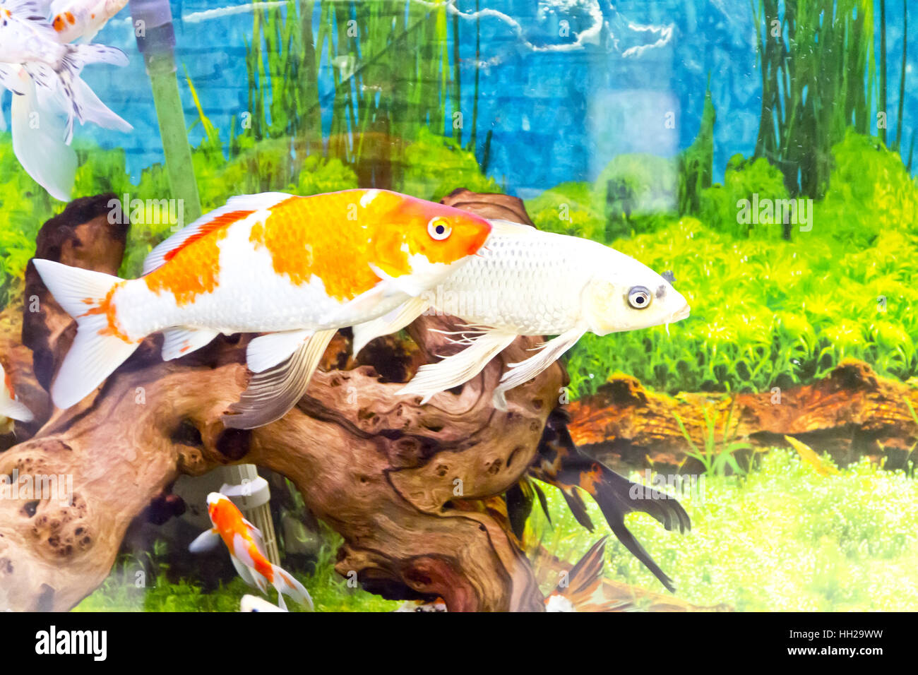 Photo de poissons Cyprinus carpio koi dans l'aquarium Banque D'Images