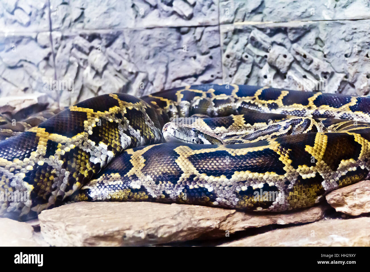 Photo de serpent python au milieu de pierres Banque D'Images