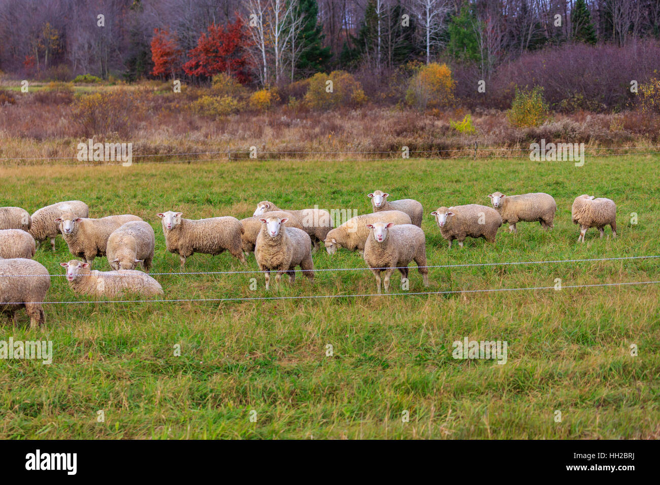Troupeau de moutons fixant sur un jour d'automne dans le Wisconsin. Banque D'Images