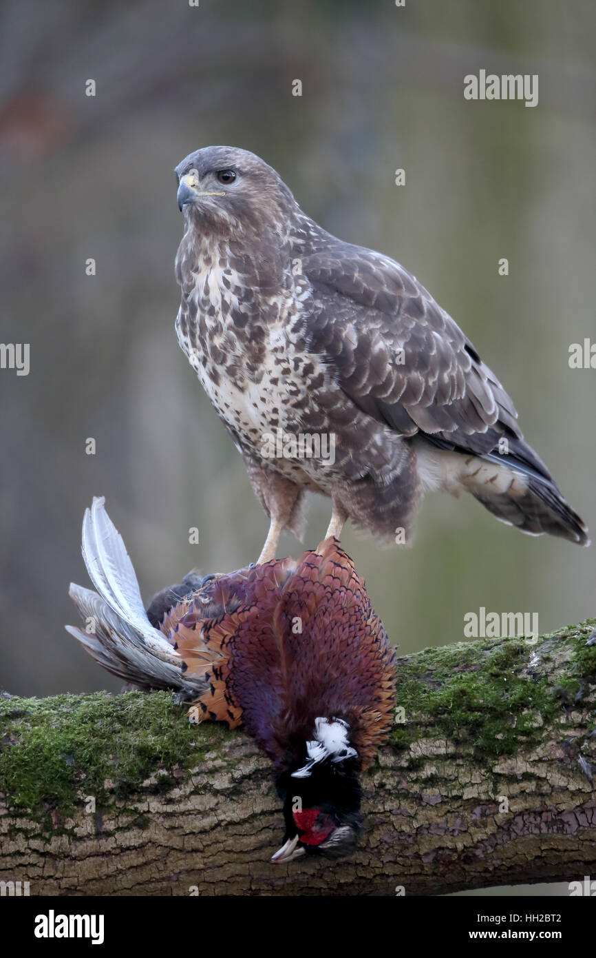 Buse variable, Buteo buteo, seul oiseau mort sur le faisan, Warwickshire, Janvier 2017 Banque D'Images