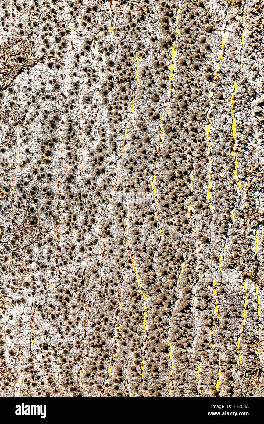 Écorce de l'arbre de soie, Chorisia speciosa (Ceiba) Madère Portugal Banque D'Images