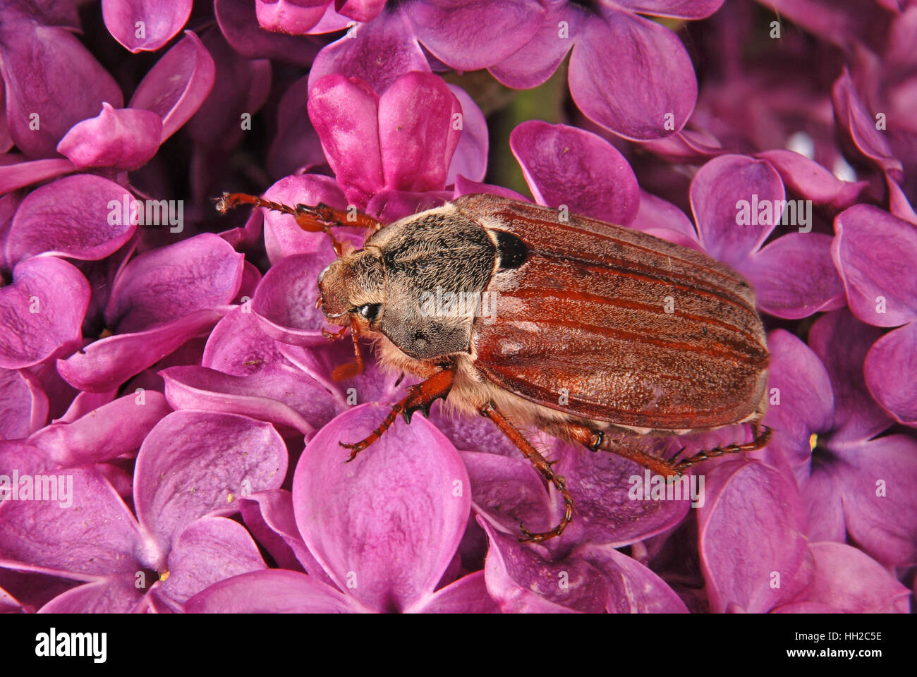 Peut-bug escalade sur le fond violet fleurs lilas. Banque D'Images