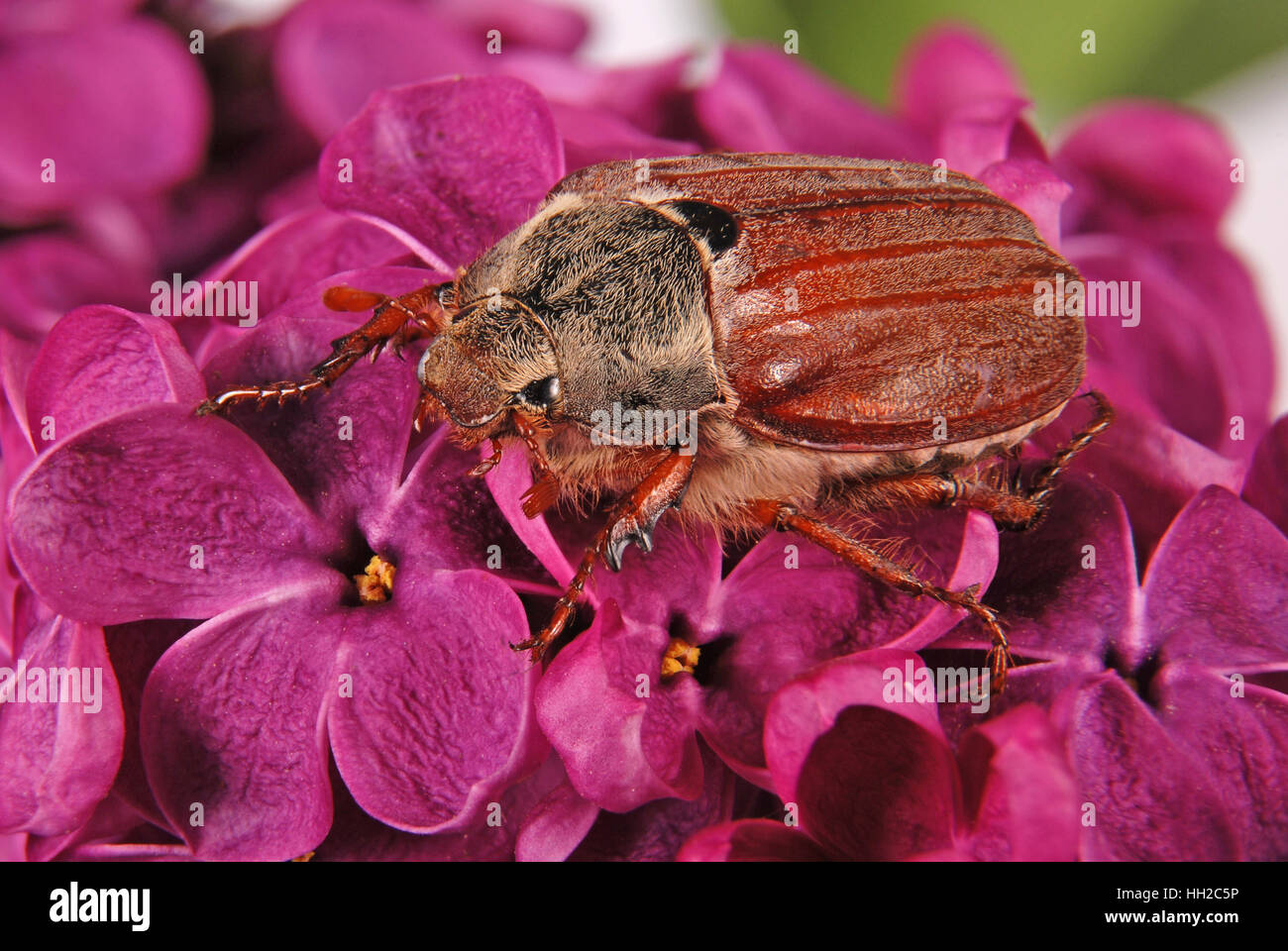Peut-bug de grimper sur le violet lilas. Fond de fleurs Banque D'Images