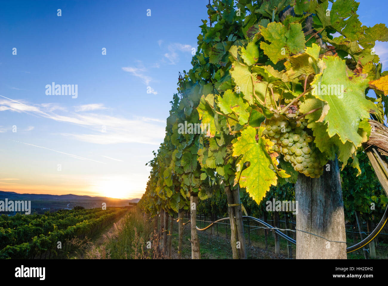 Straß im Straßertale : vineyard - région du vin Kamptal, Waldviertel, Niederösterreich, Autriche, Basse Autriche Banque D'Images