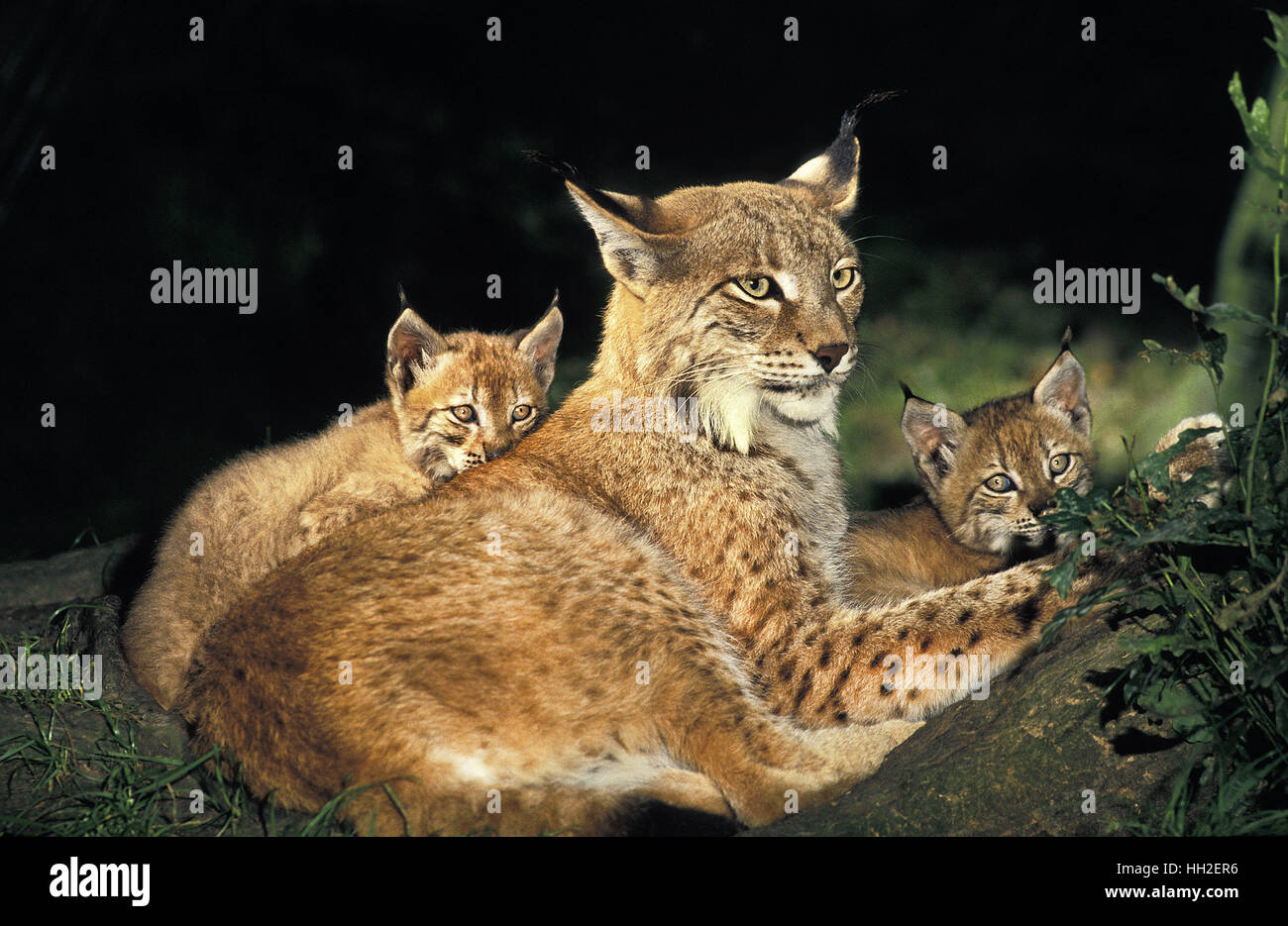 Felis lynx, Lynx, mère et son petit Banque D'Images