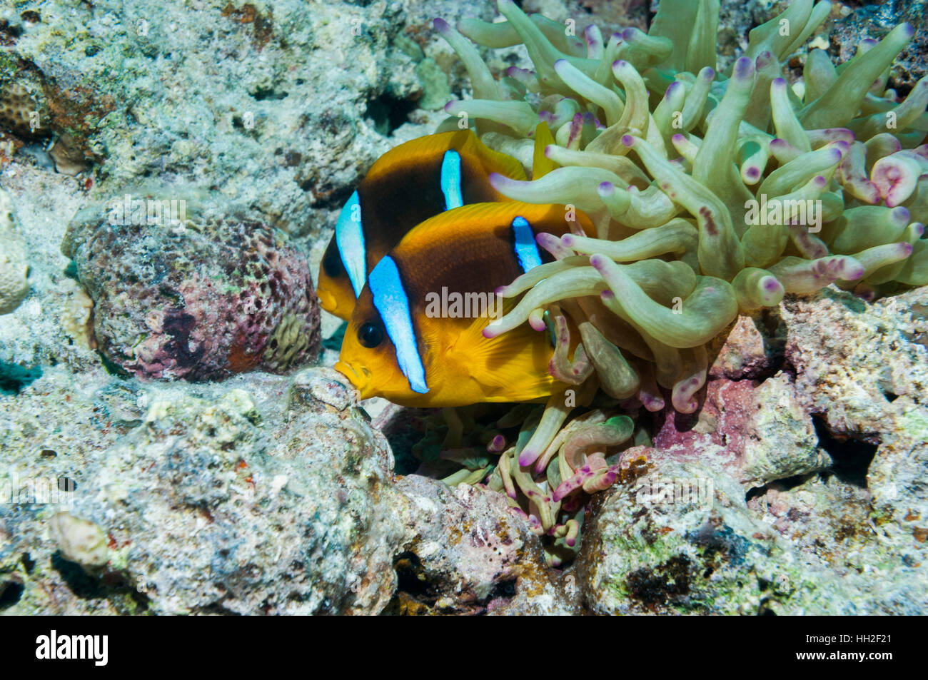 Mer Rouge poisson clown Amphiprion bicinctus [hommes et femmes] la préparation de la surface de la roche de corail pour le frai. L'Egypte, Mer Rouge. Banque D'Images