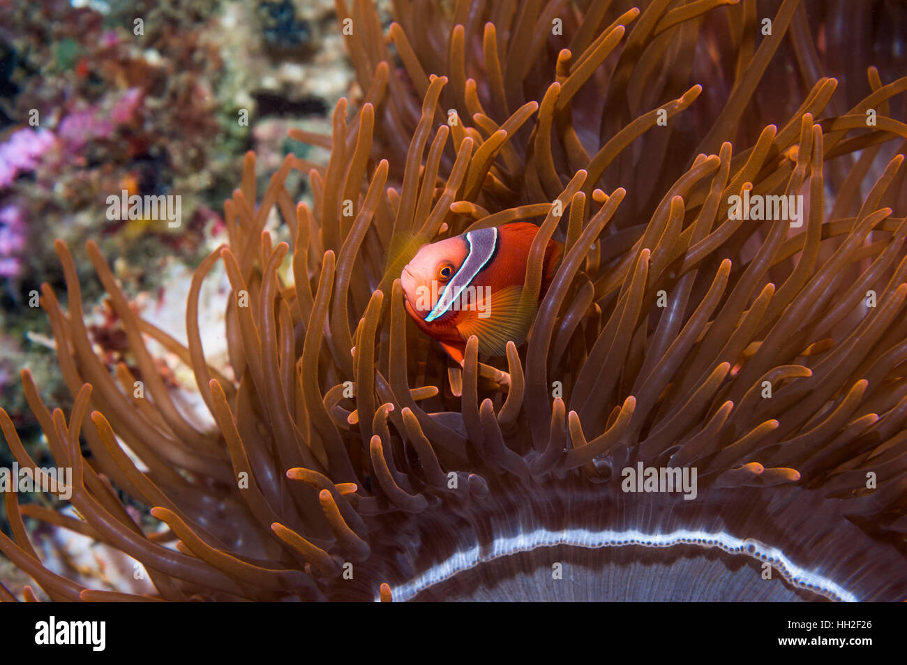Premnas biaculatus Spinecheek poisson clown []. L'île de Malapascua, Cebu, Philippines. Banque D'Images