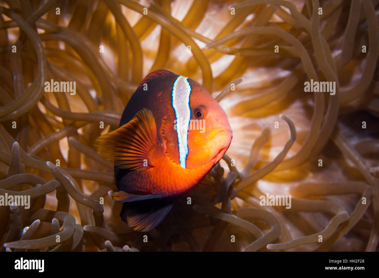 Premnas biaculatus Spinecheek poisson clown []. L'île de Malapascua, Cebu, Philippines. Banque D'Images