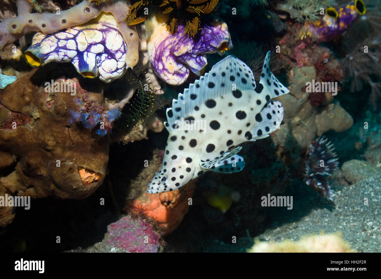 La loche ou mérou à bosse (Cromileptes altivelis) piscine pour enfants sur les récifs coralliens. Le Parc National de Komodo, Rinca, Ind Banque D'Images