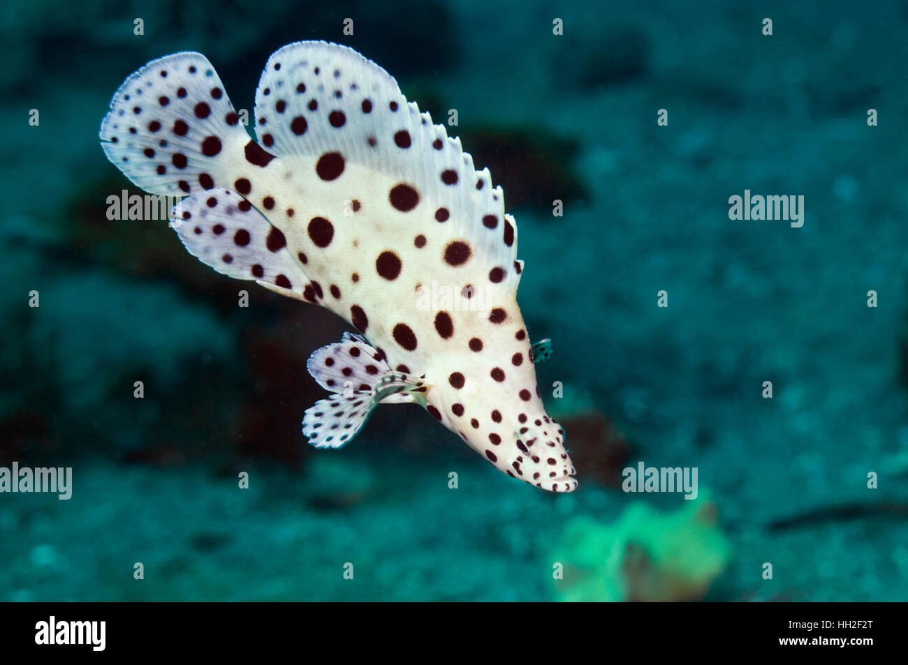 La loche ou mérou à bosse (Cromileptes altivelis) piscine pour enfants sur les récifs coralliens. Le Parc National de Komodo, Rinca, Ind Banque D'Images