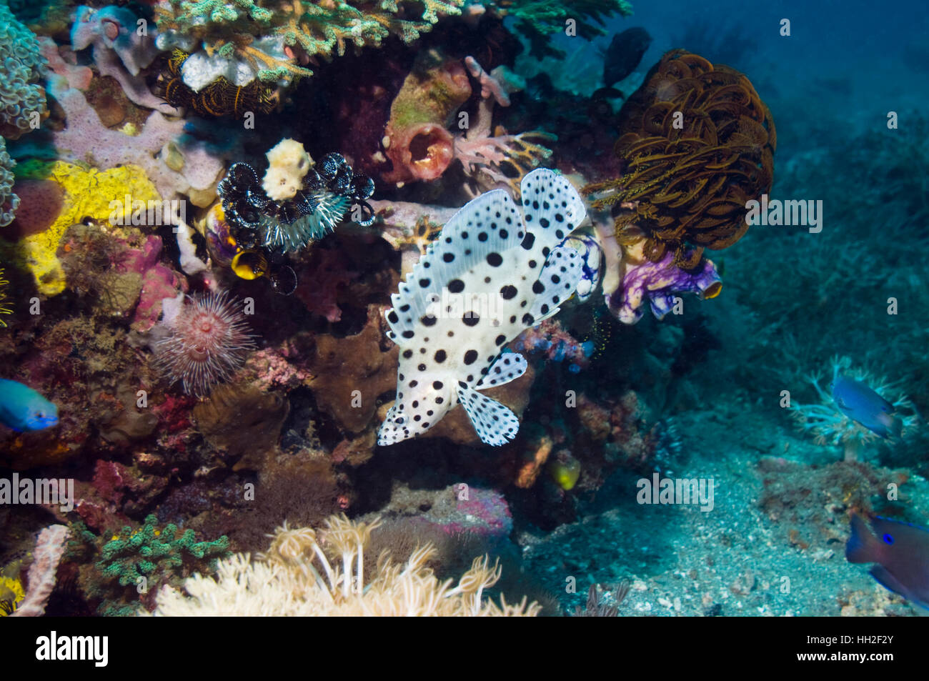 La loche ou mérou à bosse (Cromileptes altivelis) piscine pour enfants sur les récifs coralliens. Le Parc National de Komodo, Rinca, Ind Banque D'Images