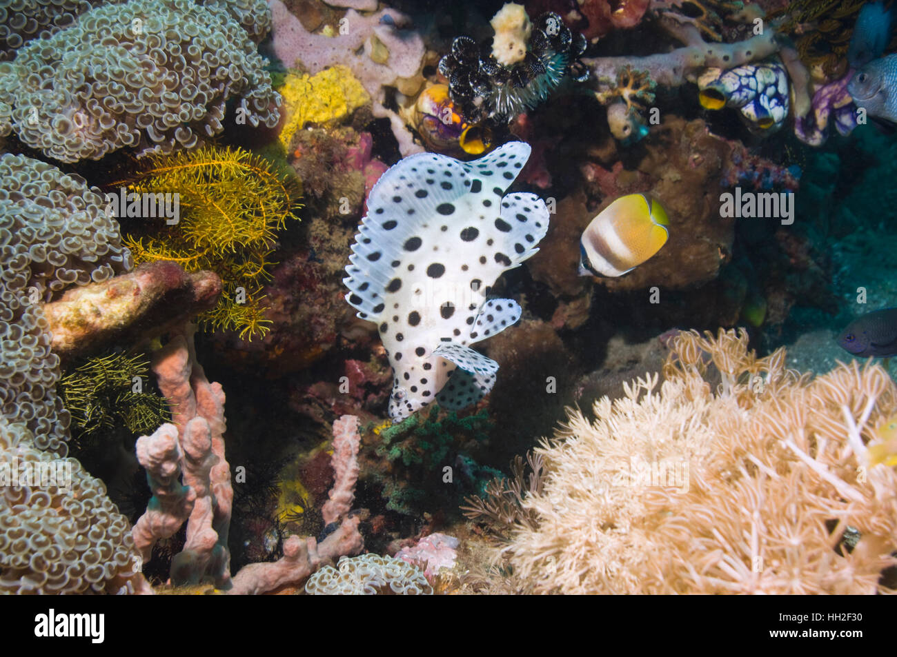 La loche ou mérou à bosse (Cromileptes altivelis) piscine pour enfants sur les récifs coralliens. Le Parc National de Komodo, Rinca, Ind Banque D'Images