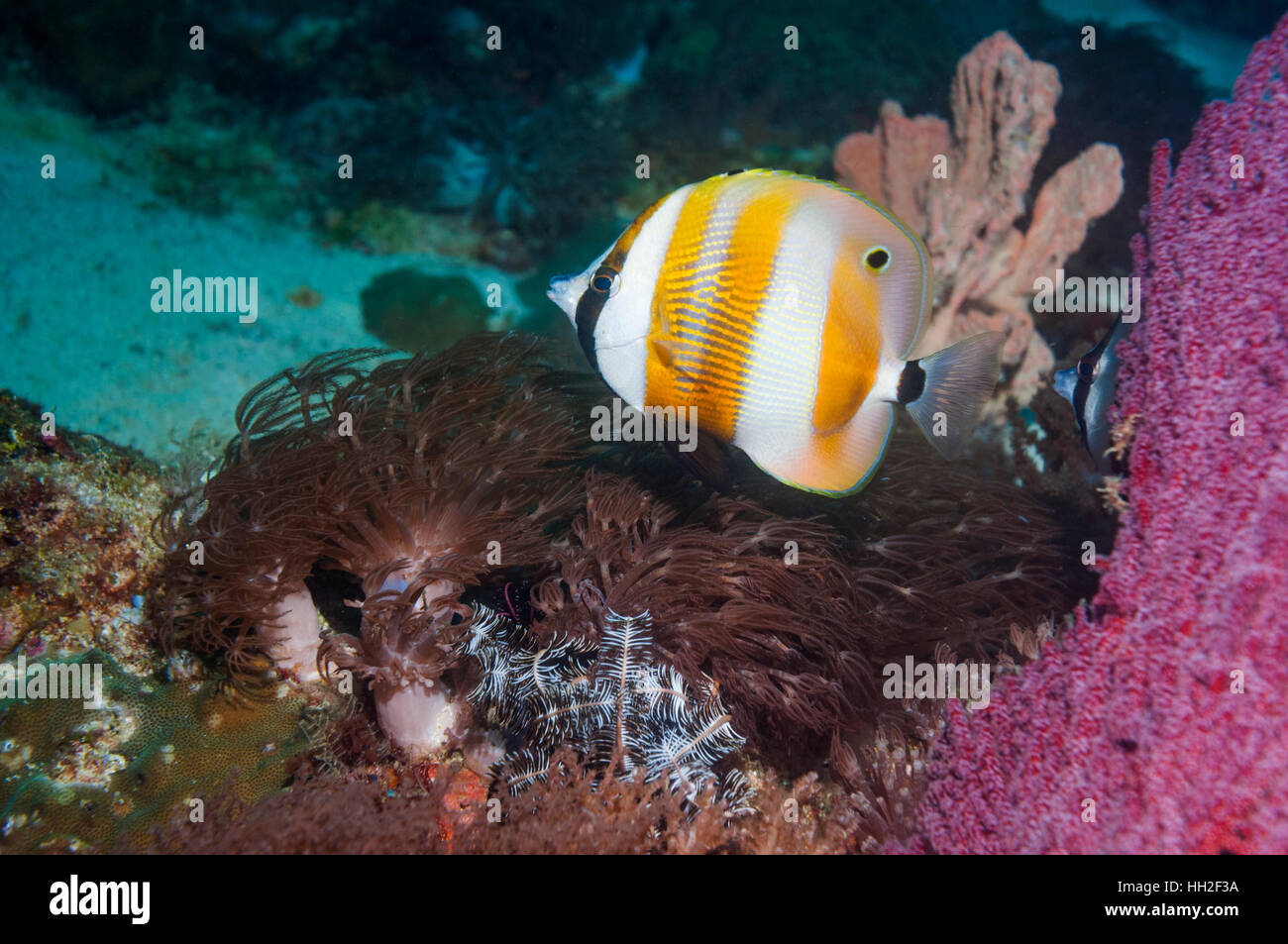 Bandes Orange coralfish [Coradion chrysozonus]. L'île de Malapascua, Cebu, Philippines. Banque D'Images