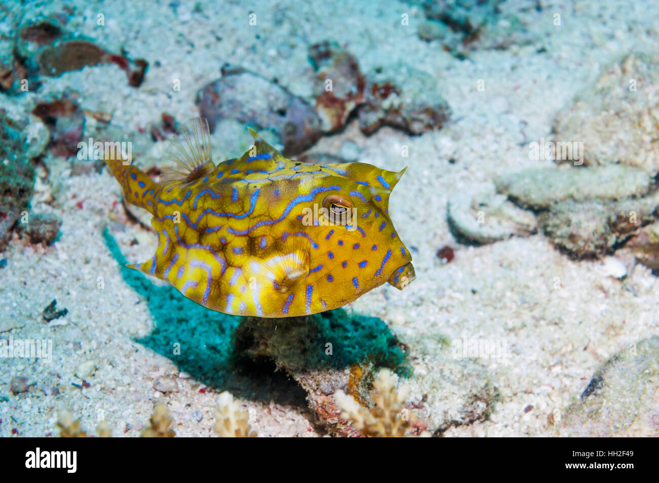 [Lactoria cornuta cowfish Longhorn]. L'île de Malapascua, Cebu, Philippines. Banque D'Images