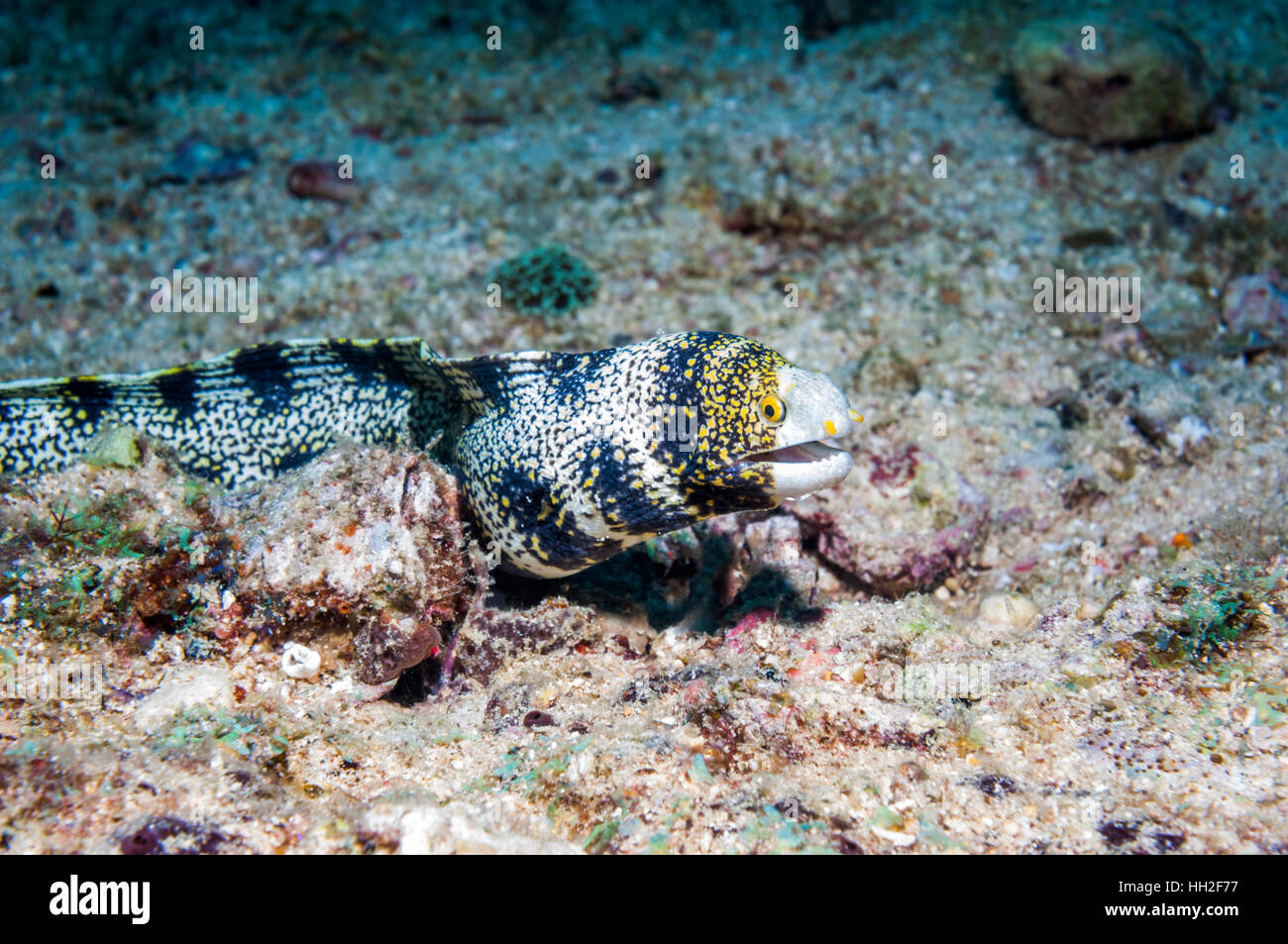 Snowflade la murène [Echidna nebulosa]. L'île de Malapascua, Cebu, Philippines. Banque D'Images