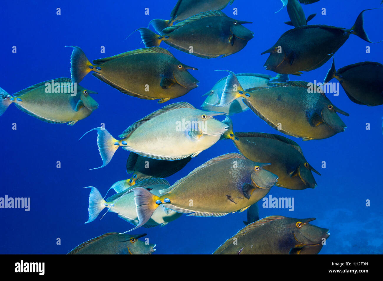 Bluespine goldfish ou tang Unicorn [Naso unicornis] à l'école repose sur le récif de corail. L'Egypte, Mer Rouge. Banque D'Images