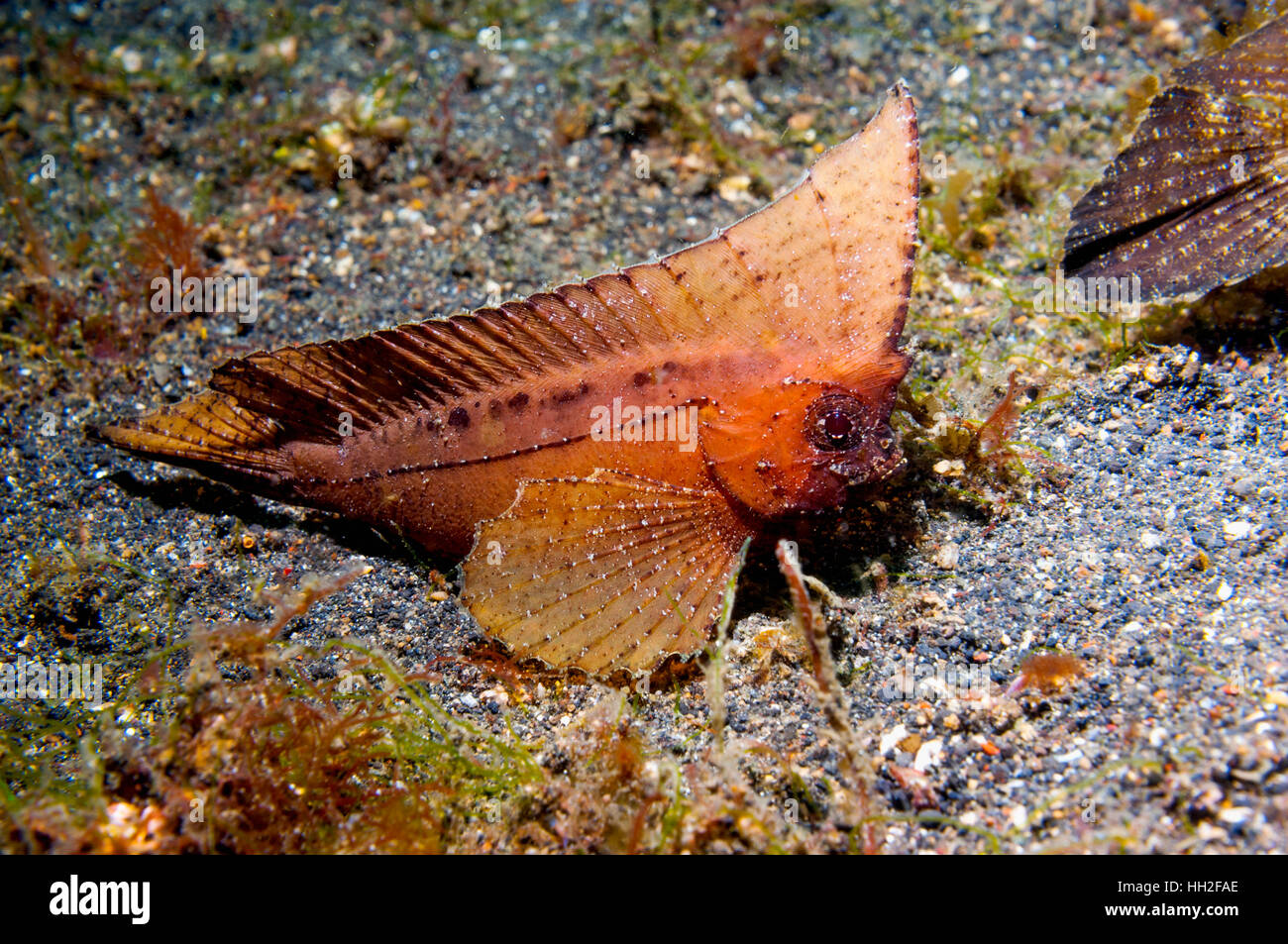Cockatoo waspfish [Alabys taenianotus]. , Lembeh Sulawesi, Indonésie. Banque D'Images