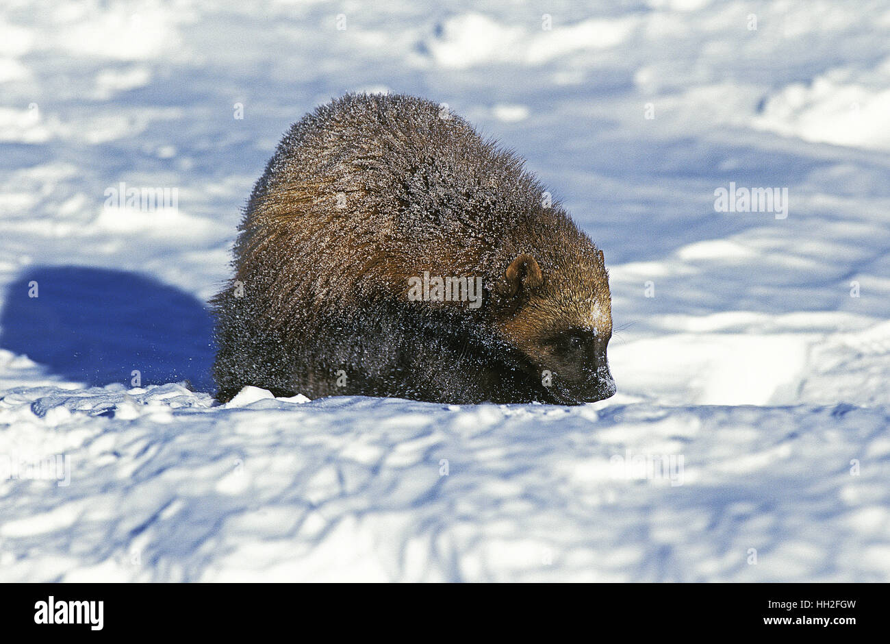 L'Amérique du Nord, le Carcajou Gulo gulo luscus, adulte debout sur la neige, Canada Banque D'Images