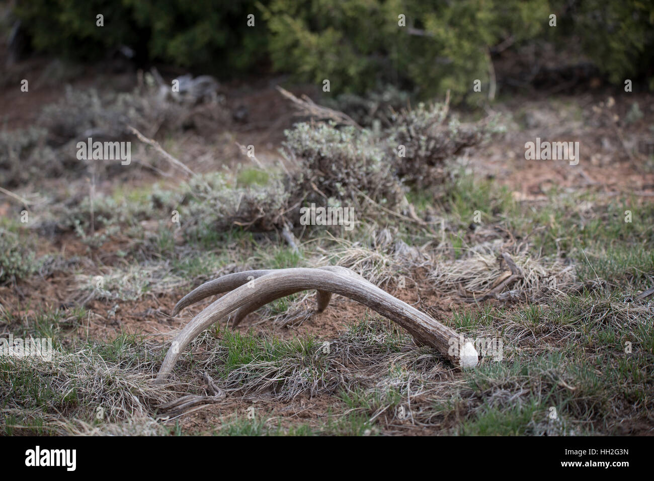 L'ouest du Colorado mule deer antlers qui ont été hangar (perdu) au cours du printemps de l'année pour faire place à de nouveaux panaches de croître. Banque D'Images