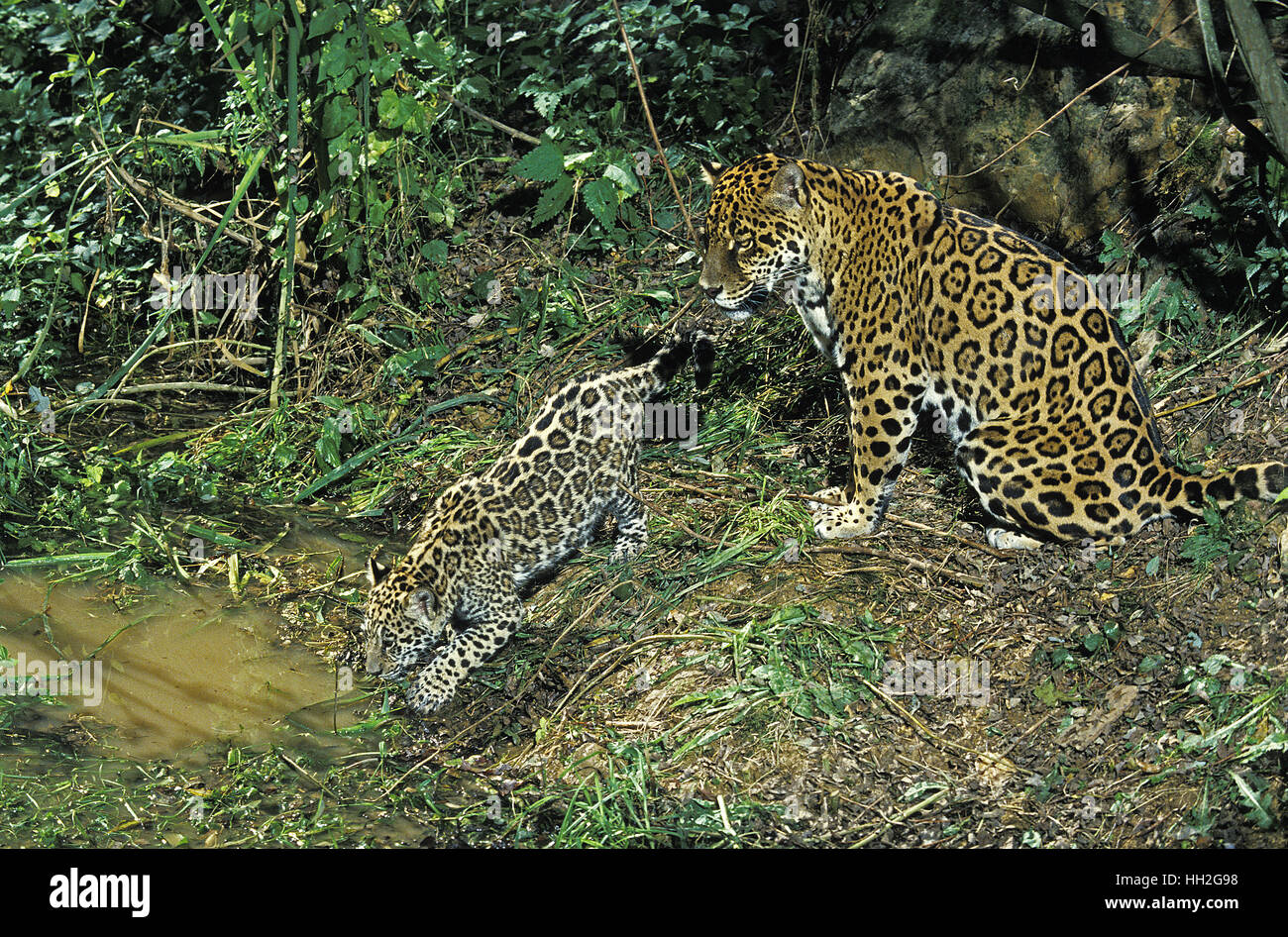 Jaguar, Panthera onca, mère et son petit Photo Stock - Alamy