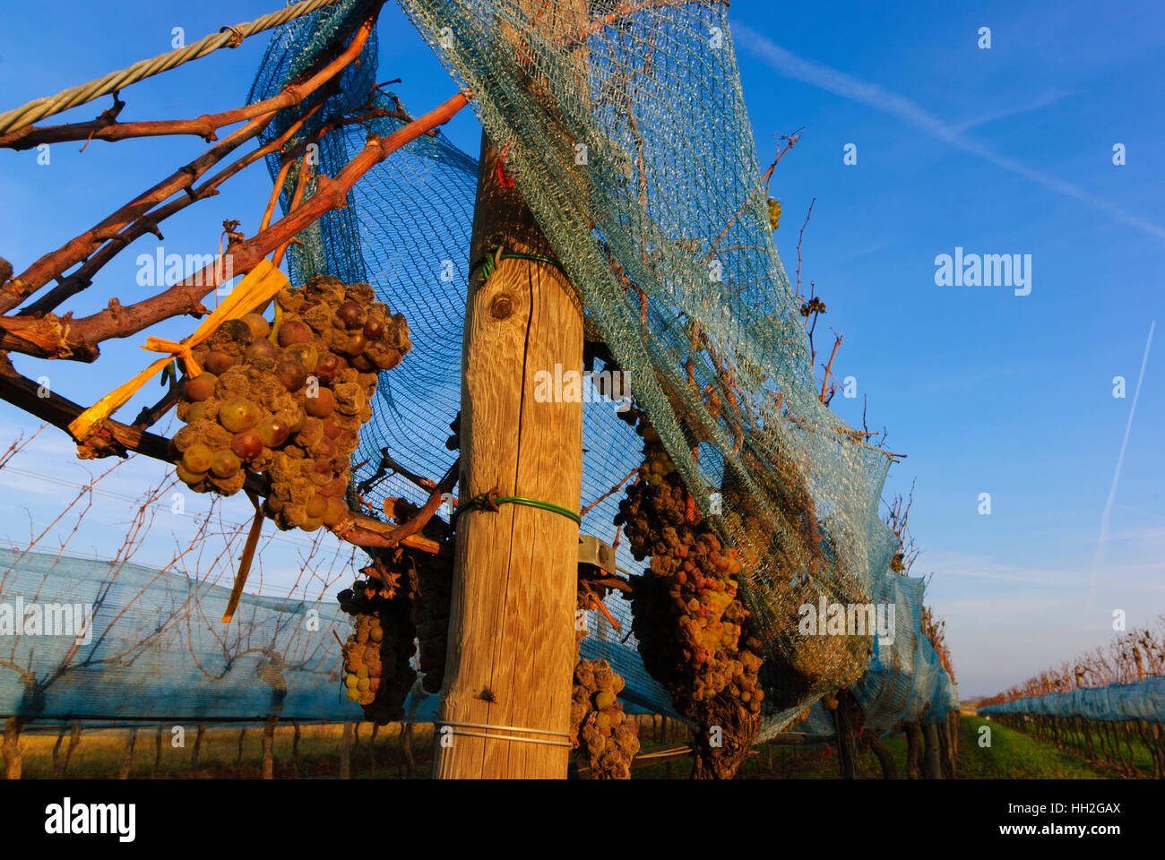 Vin : domaine de raisins laissé suspendu pour le vin de glace, le lac (lac de Neusiedl), Burgenland, Autriche Banque D'Images