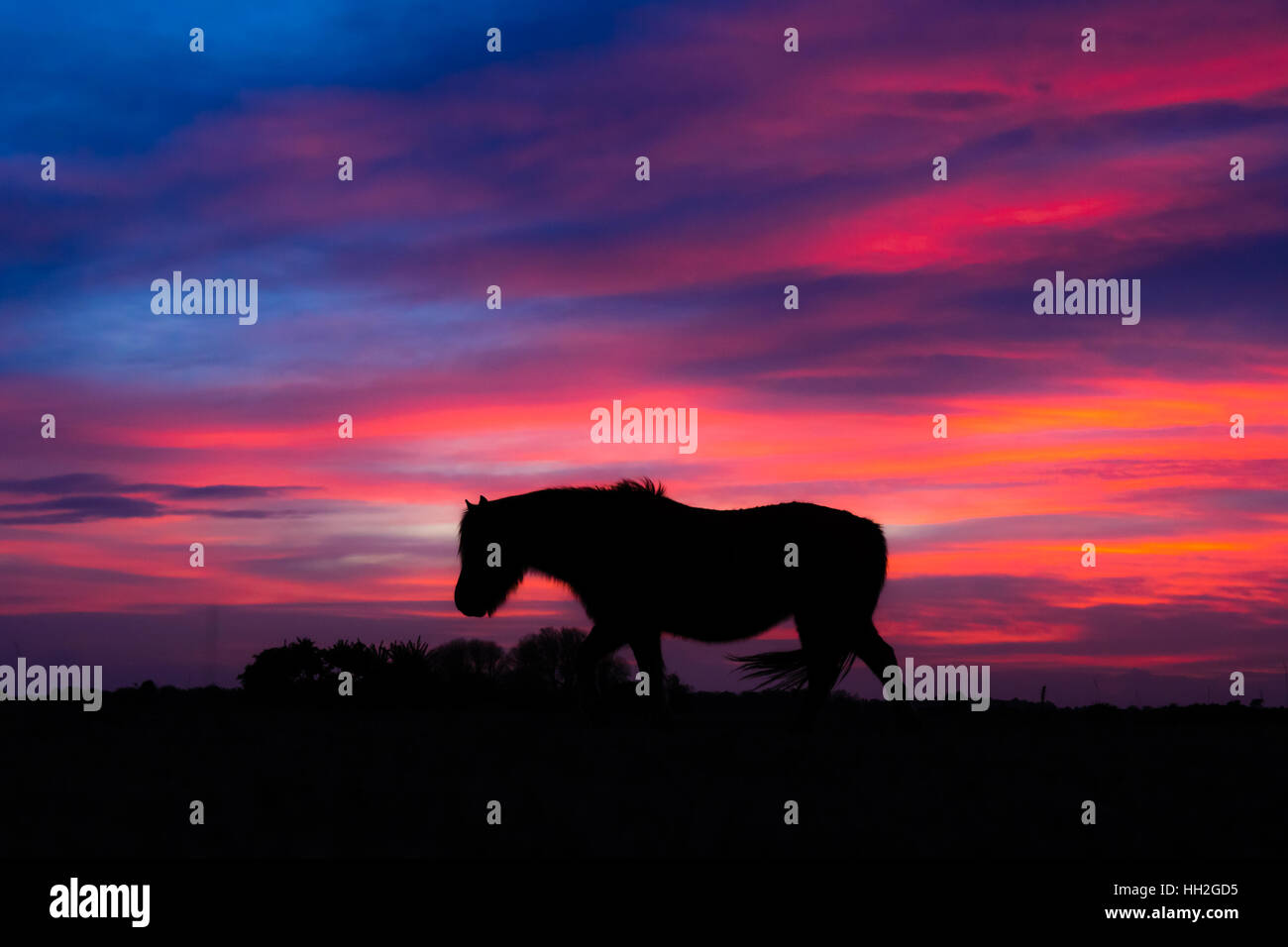 New Forest pony qui se profile dans le vent devant le coucher du soleil. Cheval sauvage en face de ciel impressionnant à Stoney Cross dans un parc national Banque D'Images